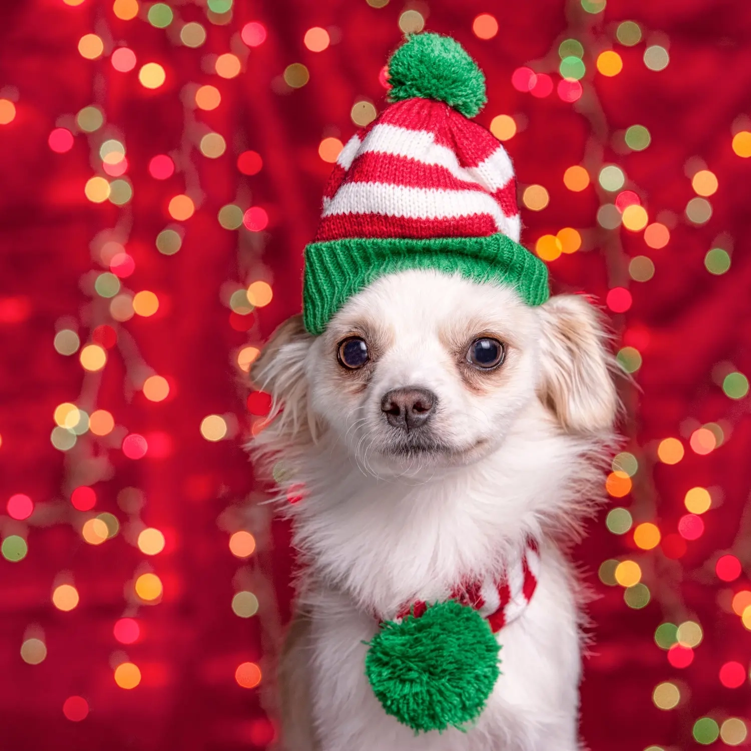 Julekostume til hunde, sortiment - Juletekstiler og tilbehør - 8720573630252 - 2