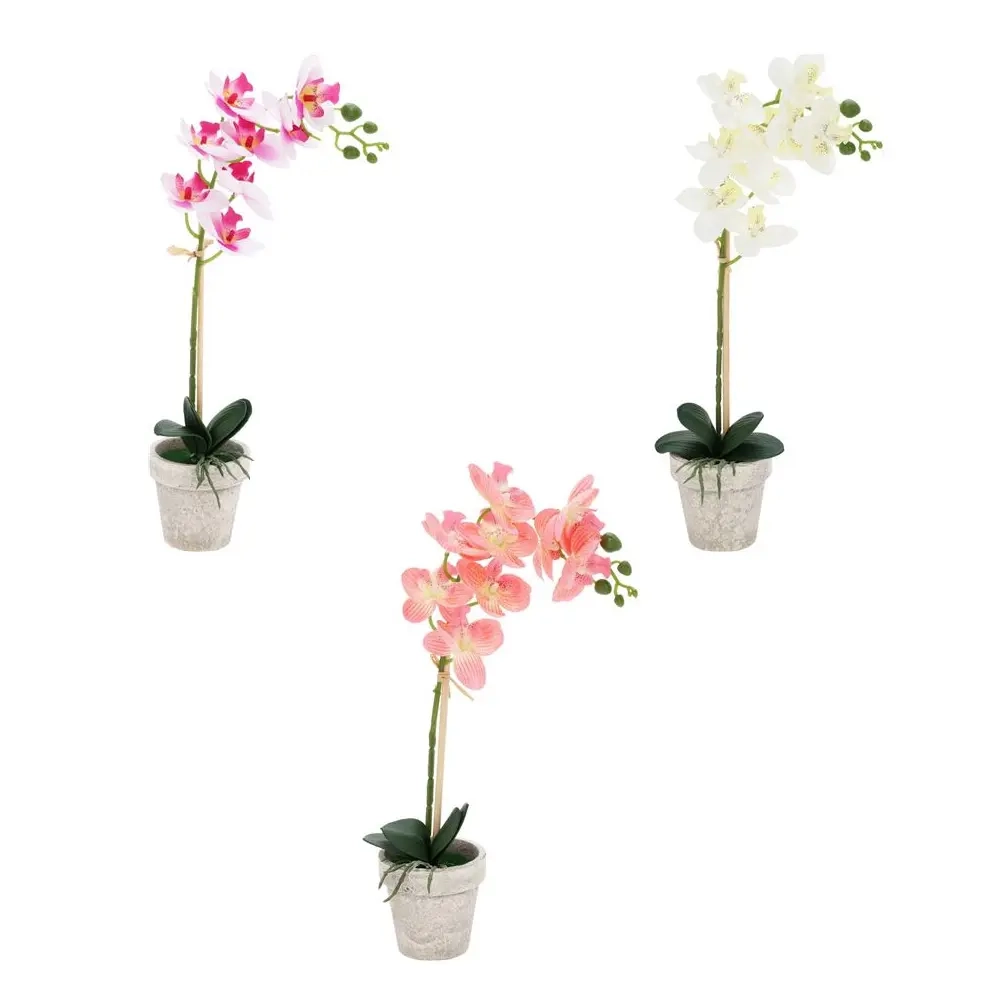 Orkide i potte sortiment - Prydplanter - 8721037395410 - 0