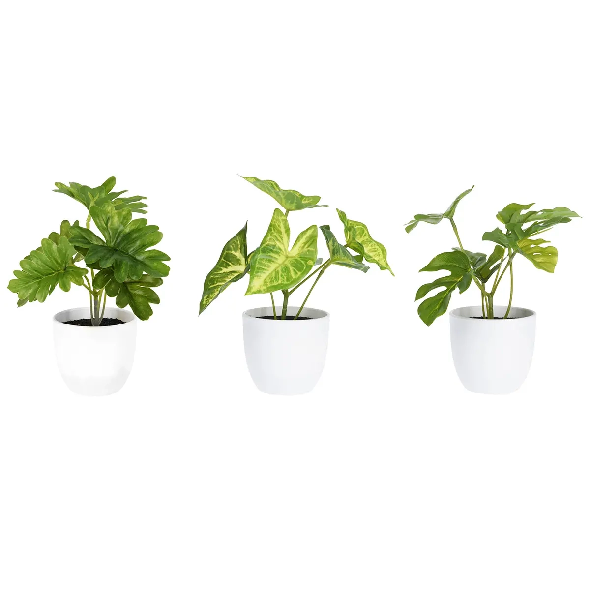 Krukkeplante April 15cm assorteret - Prydplanter - 8720573166317 - 1