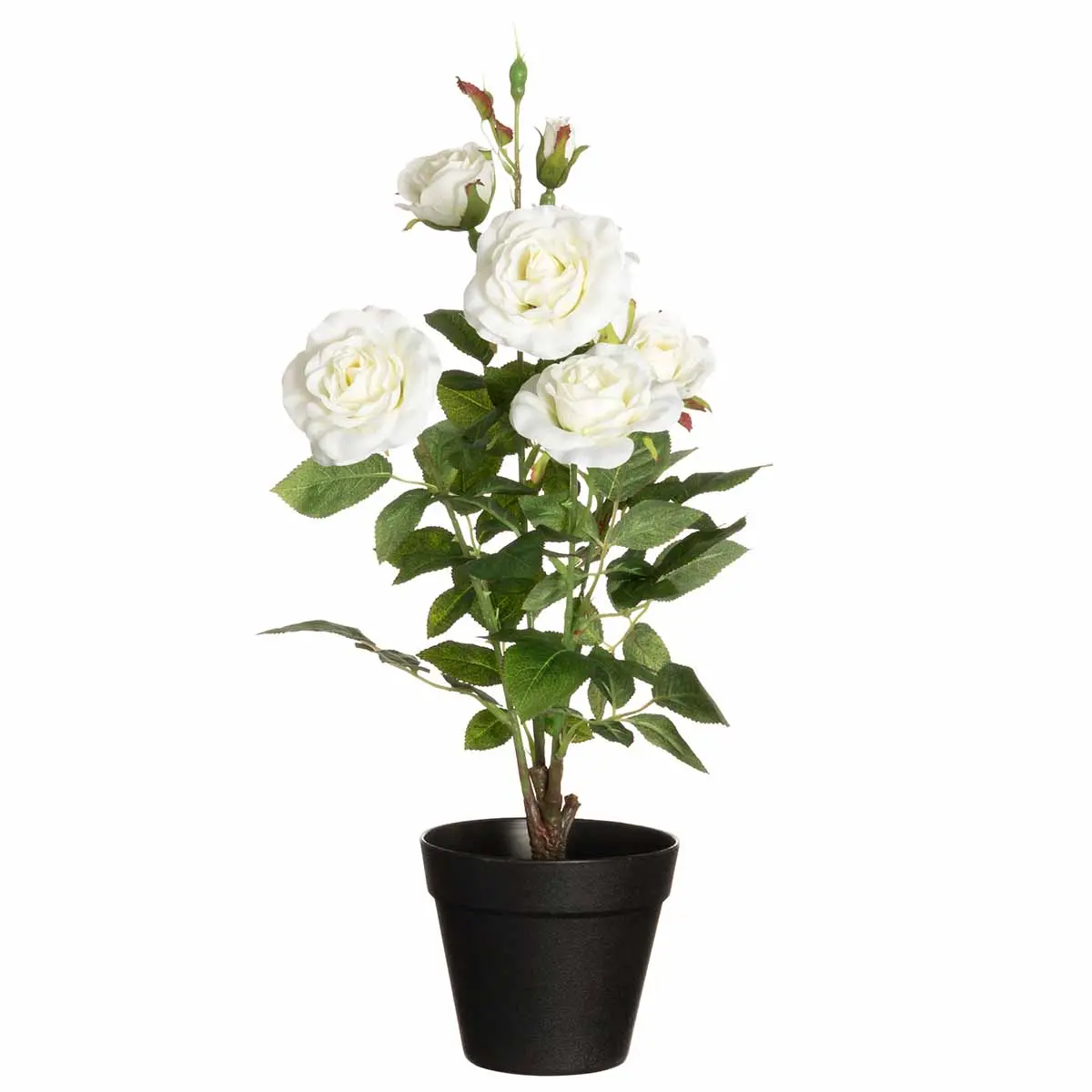 Rose i potte, hvid 49 cm - Prydplanter - 6410416435862 - 0