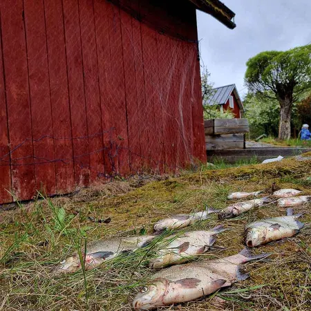 Fisknät Apaja 1,8m x 30m 0,17mm 40mm - Fiskenät - 6410416239286 - 1